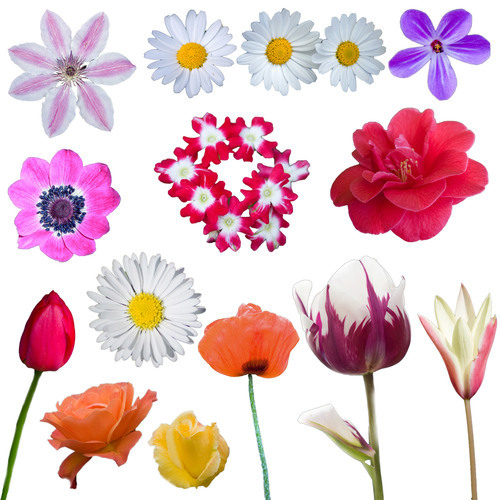 Different flowers isolated