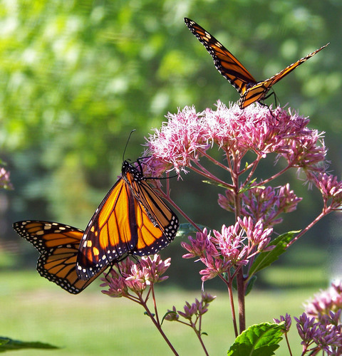 Butterflies on flowers on a sunny day