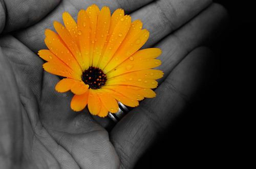 Elinde çiçek