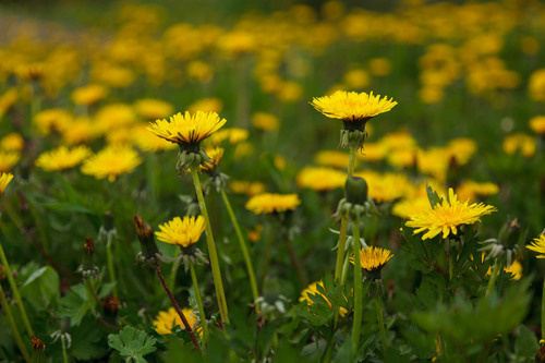 Gele paardebloemen in een veld