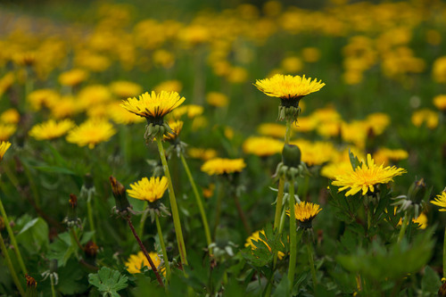 Leão amarelo em um campo