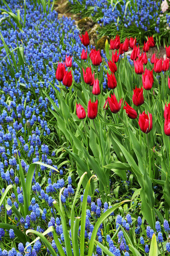 Hyacinths and tulips in the park