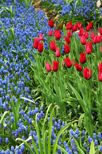 Jacinthes et tulipes dans le parc