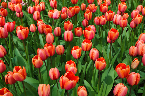 Tulipes sur la lumière du soleil