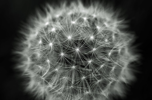 Dandelion macro photo