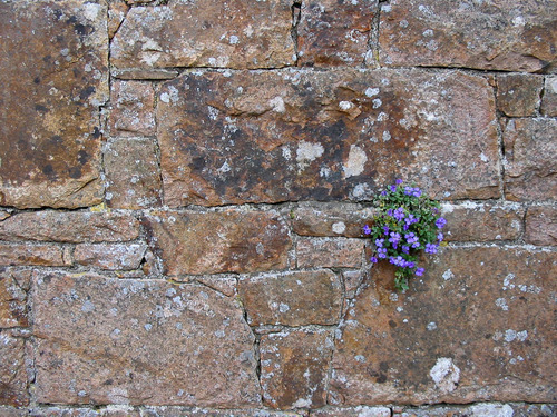 Stone wall flowers