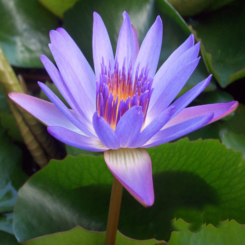 Hawaiian native flower