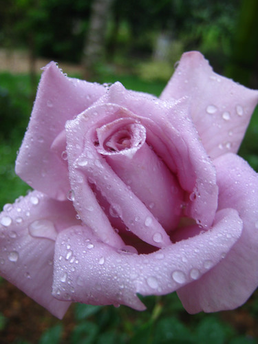 Rosa violeta con gotas