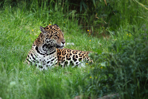 Jaguar in nature on summer day
