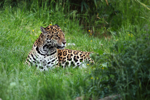 Onça-pintada na natureza num dia de verão