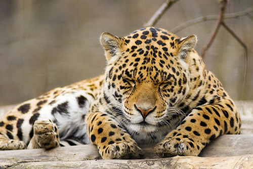 Avslappnad sovande leopard