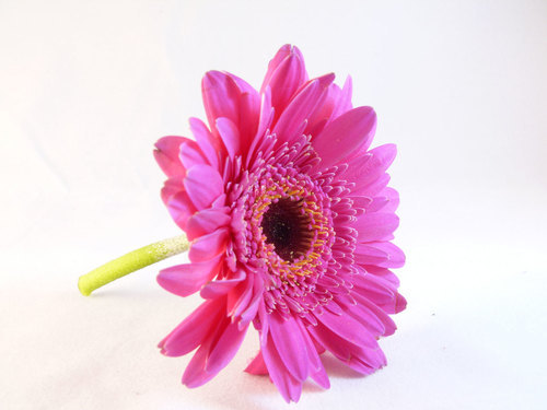 Single pink flower isolated