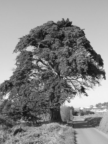 Tree on old photo