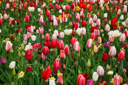 Tulipes colorées dans le champ