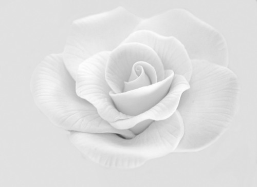 Rose blanche isolée