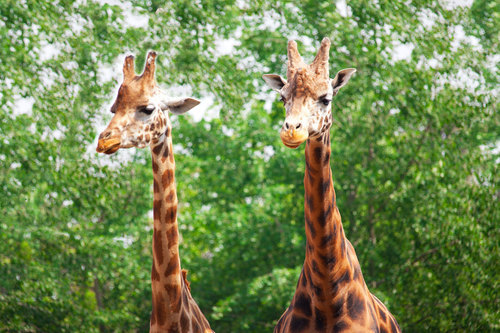 Двух жирафов в зоопарке Честера