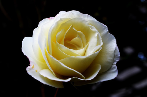 Beautiful rose close up