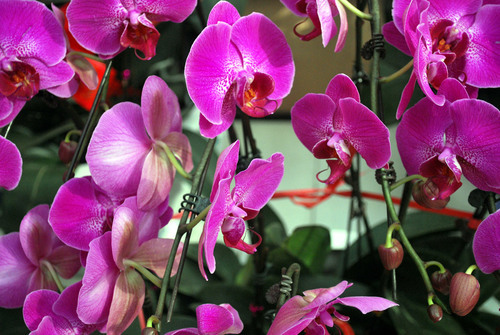 Purple orchids displayed
