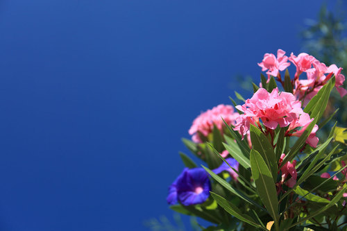 Kleurrijke bloemen buiten