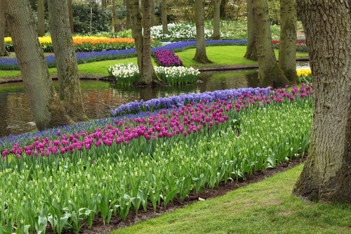Botanic garden in Holland