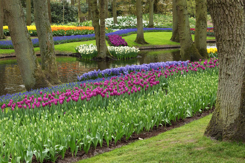 Botanic garden in Olanda