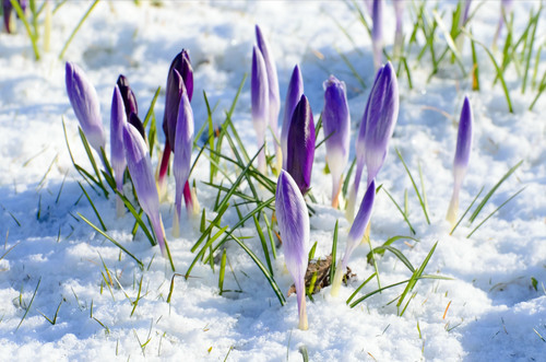 Jarní květiny na sněhu