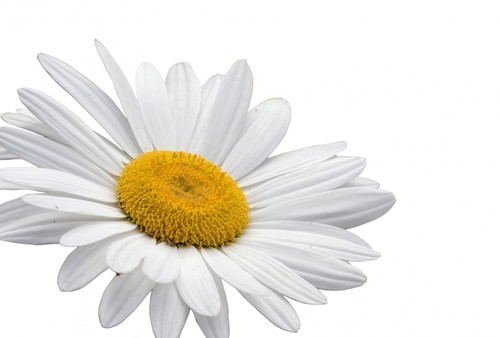 White daisy isolated