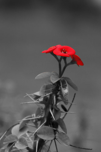 Flor roja en la foto monocromo
