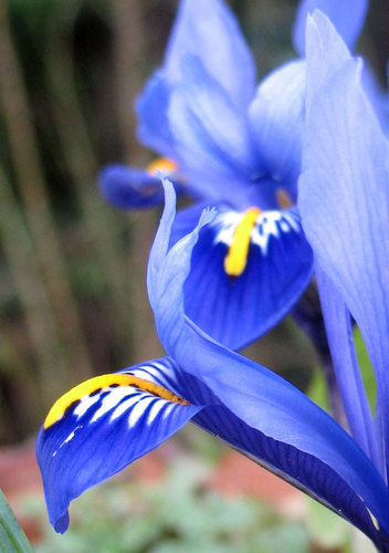 Iris blommande växt