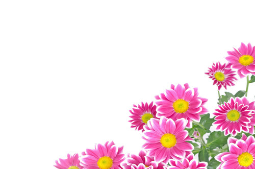 Pink flowers isolated on white background