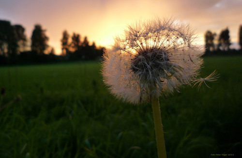 Paardebloem bij zonsondergang