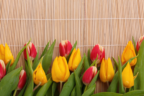 Tulips border close up