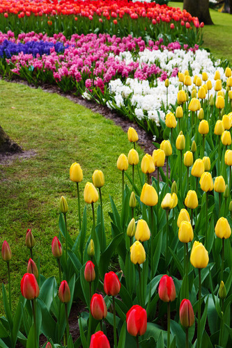 Magnifik park med blommor