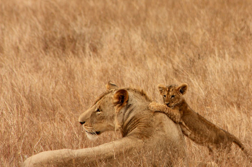 Deux lions dans le milieu de la savane