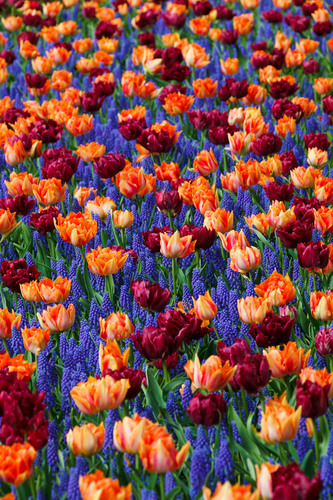 Holand renkli çiçekler