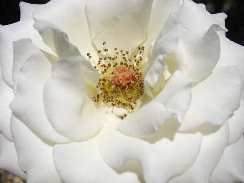 Immagine a macroistruzione della rosa di bianco