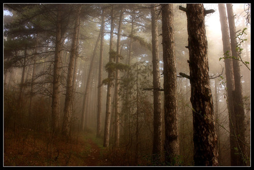 Hoge bomen in de mist