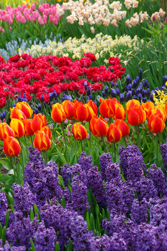 Flowers in rows close up