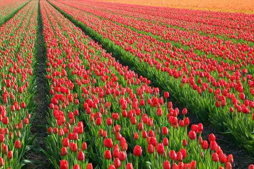 Linhas de tulipa na fazenda