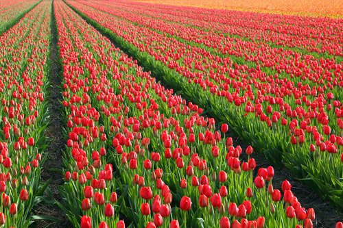 Filas de Tulip en la granja