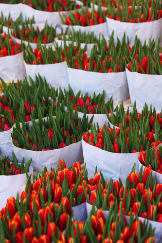 Tulips wraped with paper