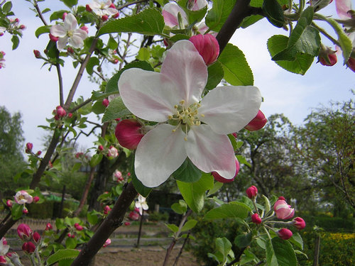 Яблунь у весняних