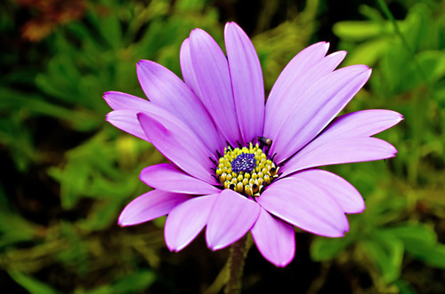 Photo macro de fleur lilic
