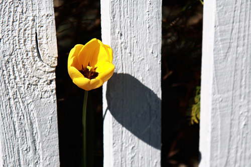 Tulipán stojící mezi dřevěný plot