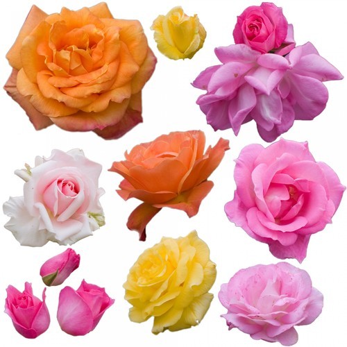 Various roses isolated