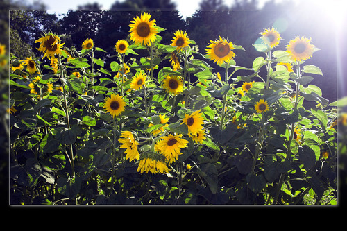 Sunflowers on sunlight