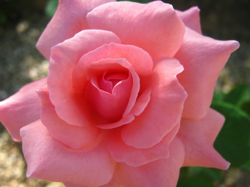 Pink rose blossom