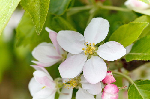 Foto de macro de flor de manzana