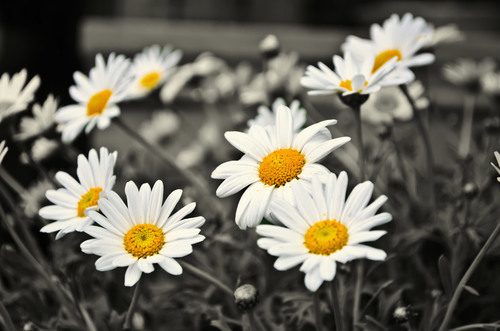 Blooming chamomile flowers