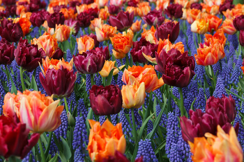 Tulips and hyacinths field